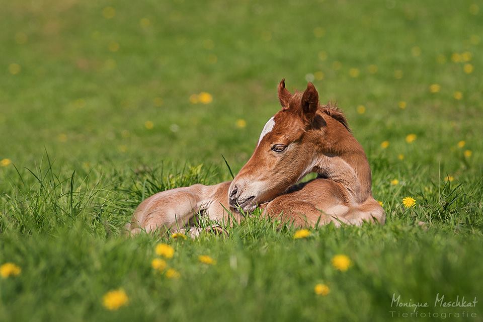 Traver Tamino-Welsh Cob @Monique Meschkat.jpg